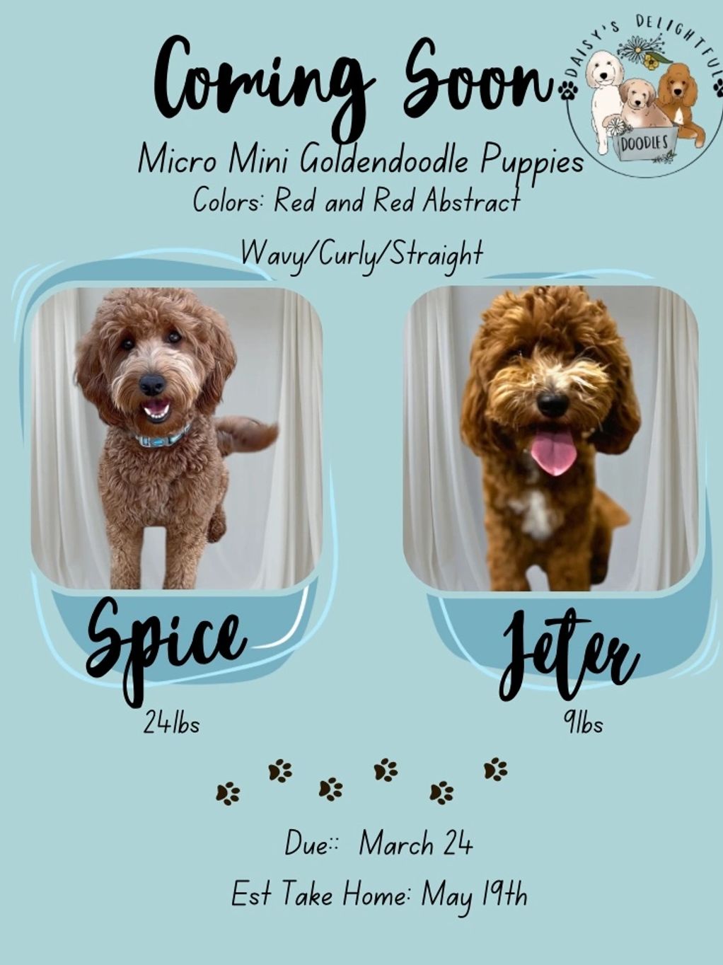 Micro Mini Goldendoodle Puppies