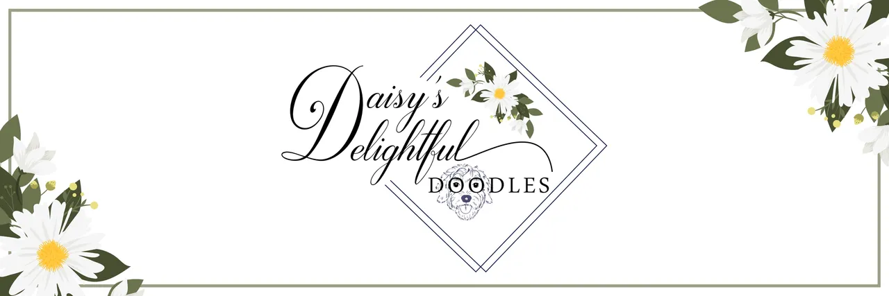 Daisy Delightful Doodles Banner