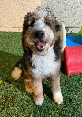 Bernedoodle