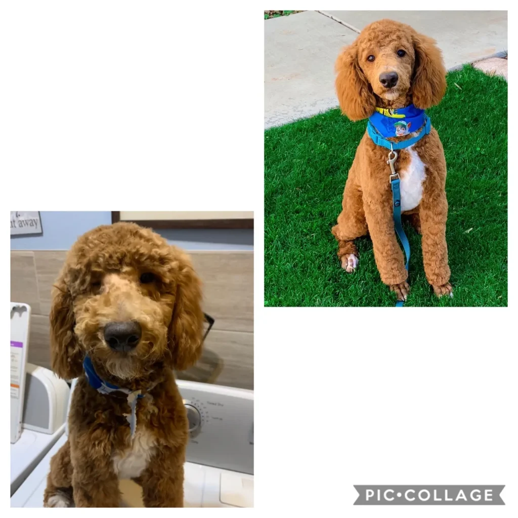 Groomed Brown Goldendoodles