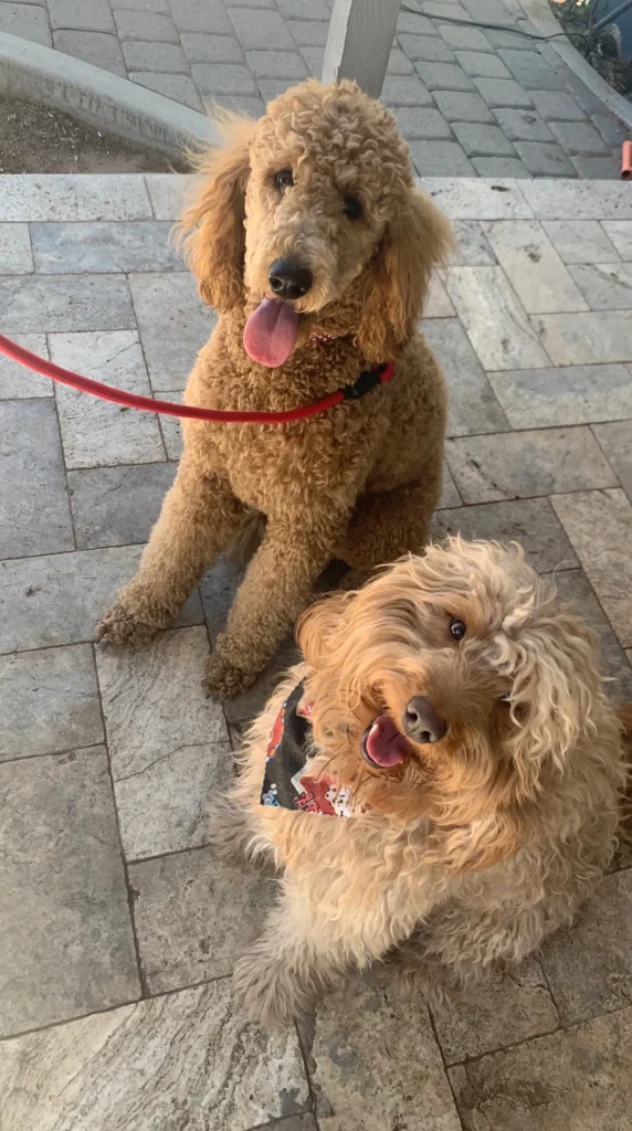 Princess and Fred Puppies