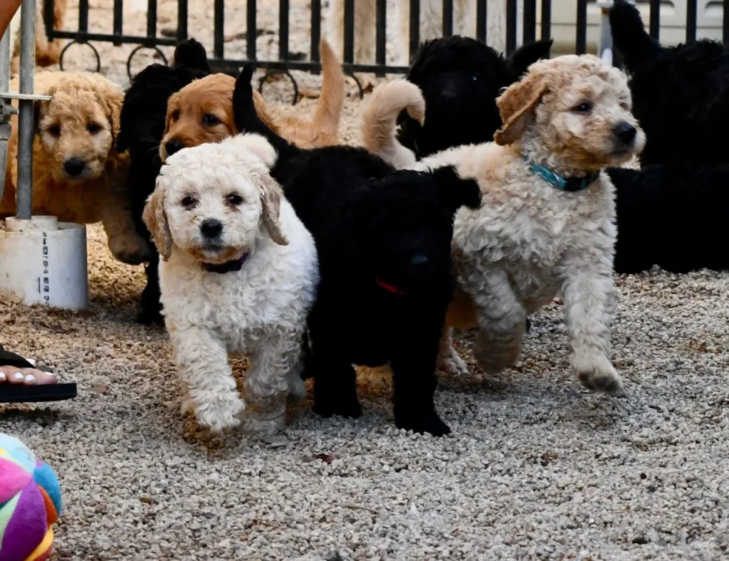 Group of Cute Goldendoodle Puppies
