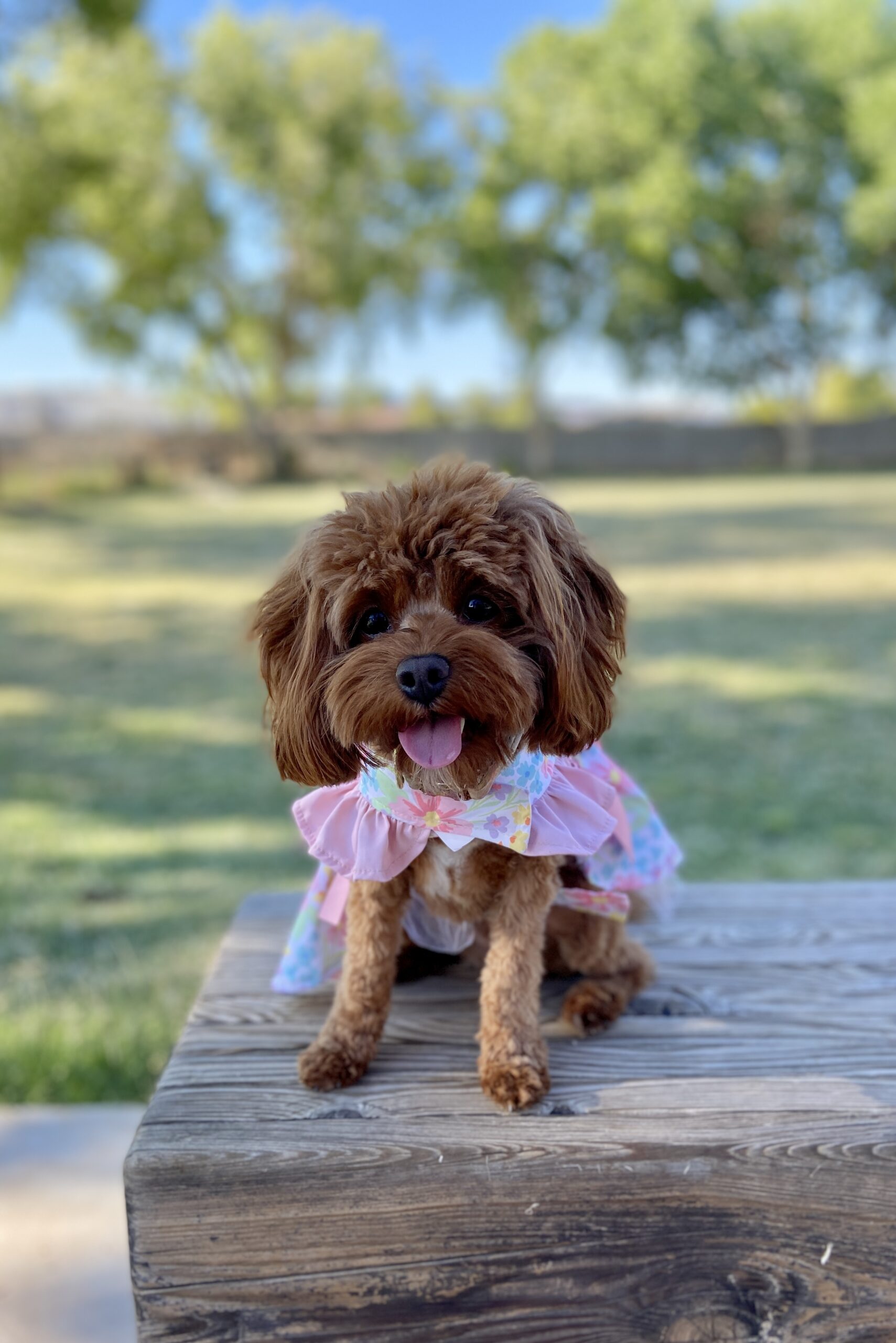 June Bug (F1b Cavapoo)