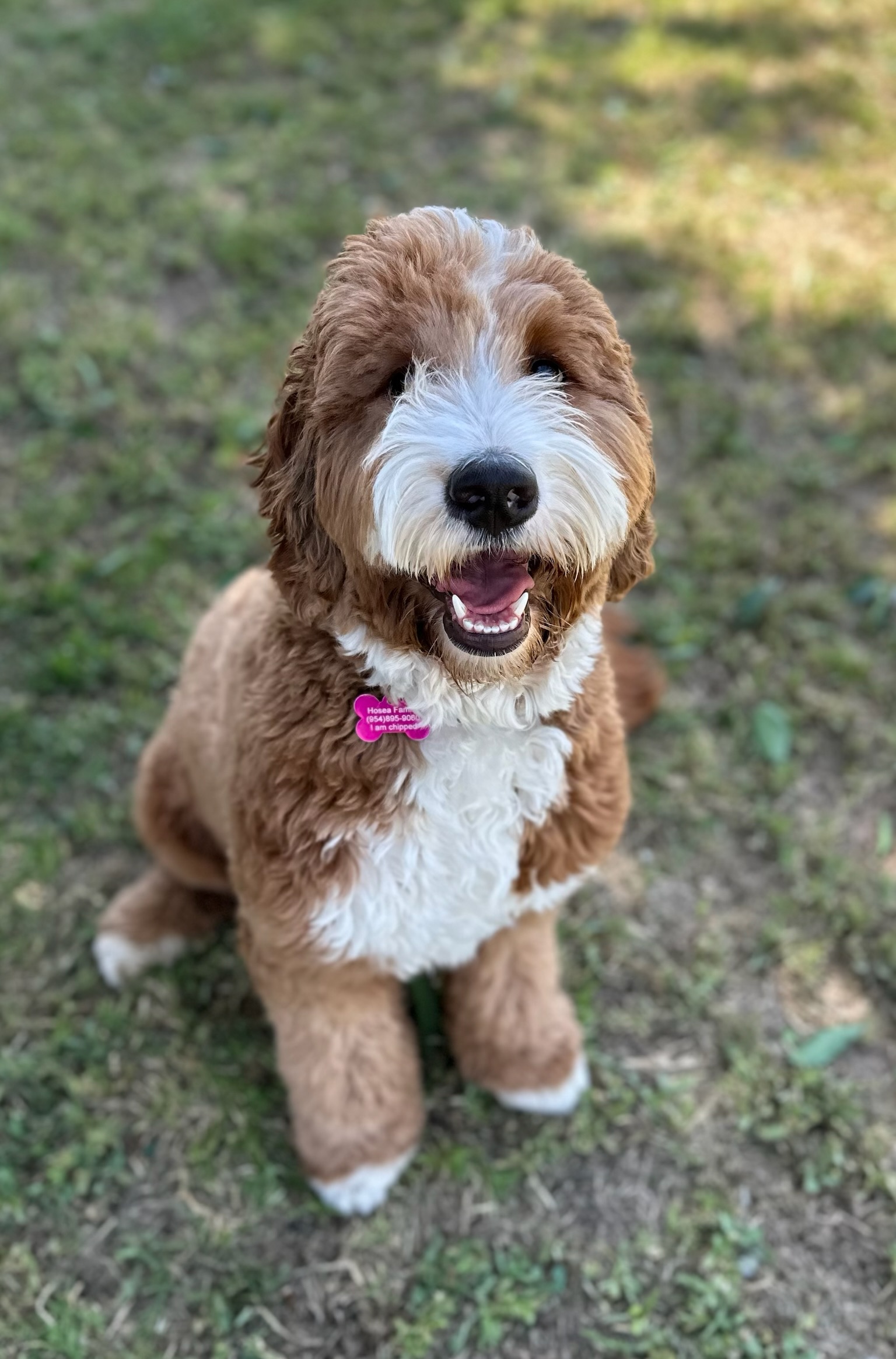 Pearl (Multigen Medium Goldendoodle)