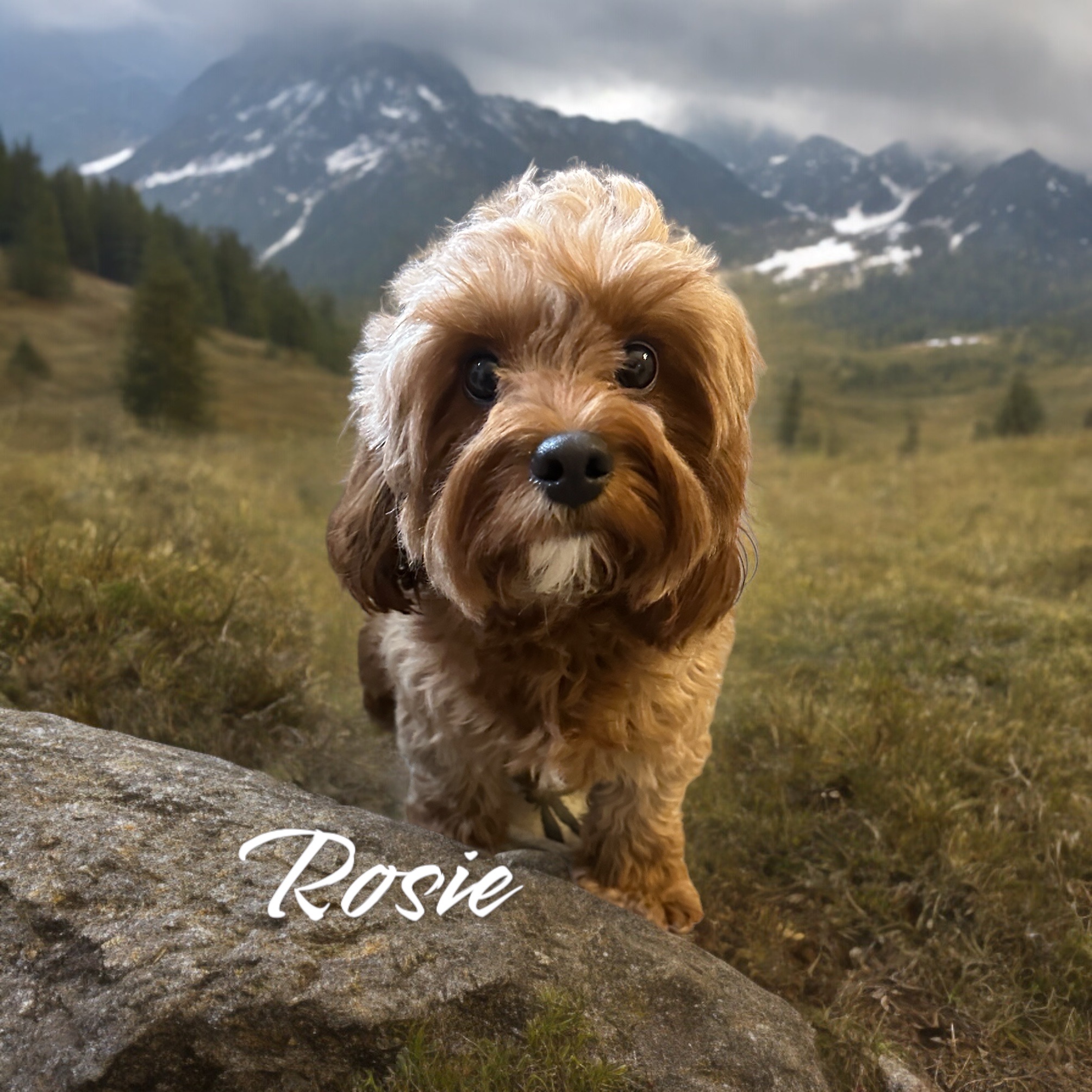 Rosie(Cavapoo)
