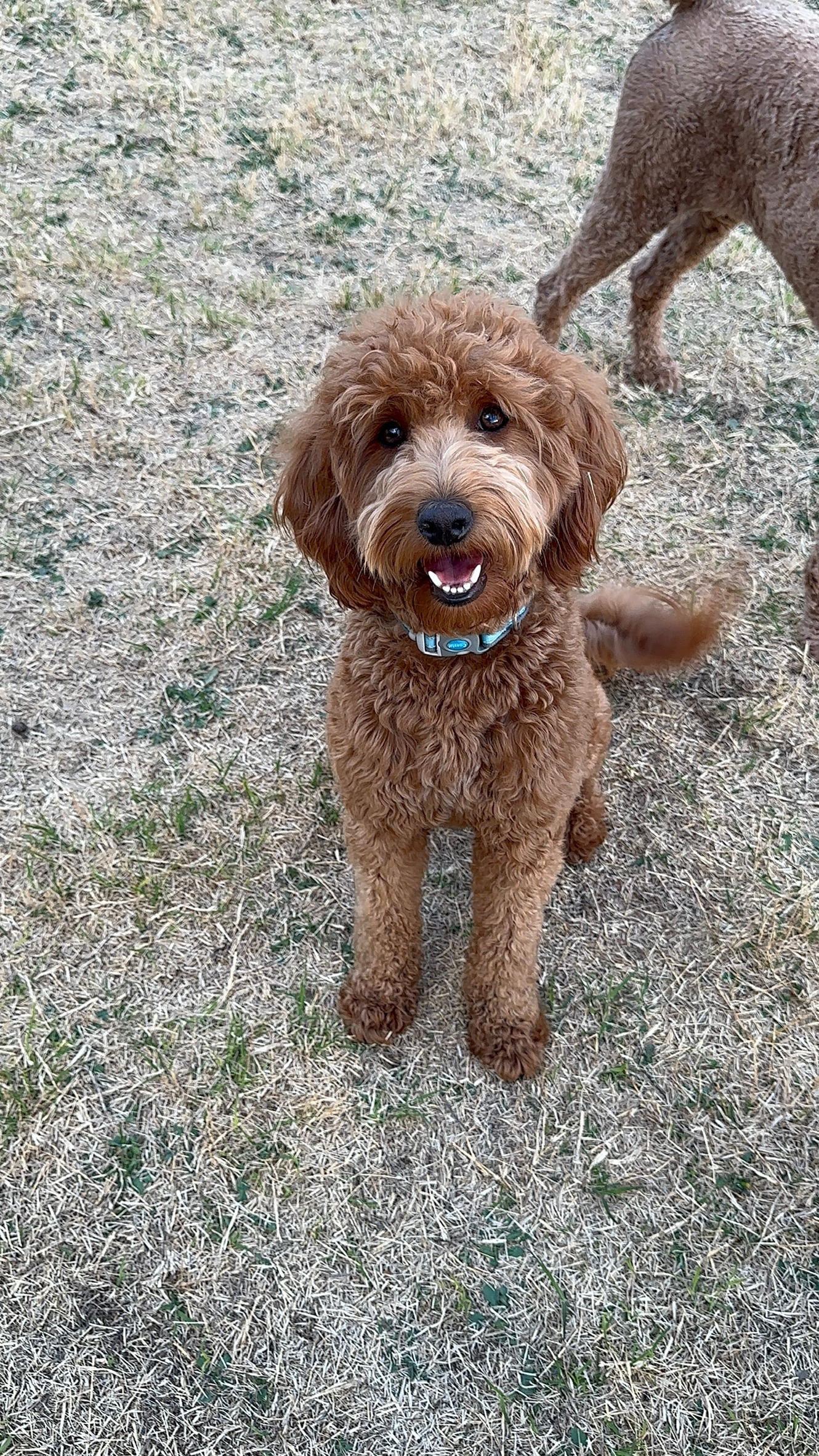 Spice (Mini Goldendoodle)