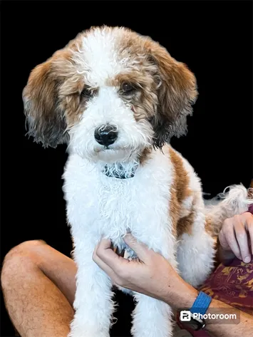 Golden Mountain Doodle