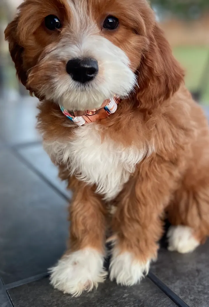 stella