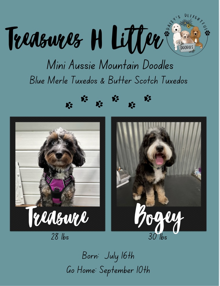 Mini Aussie Mountain Doodles