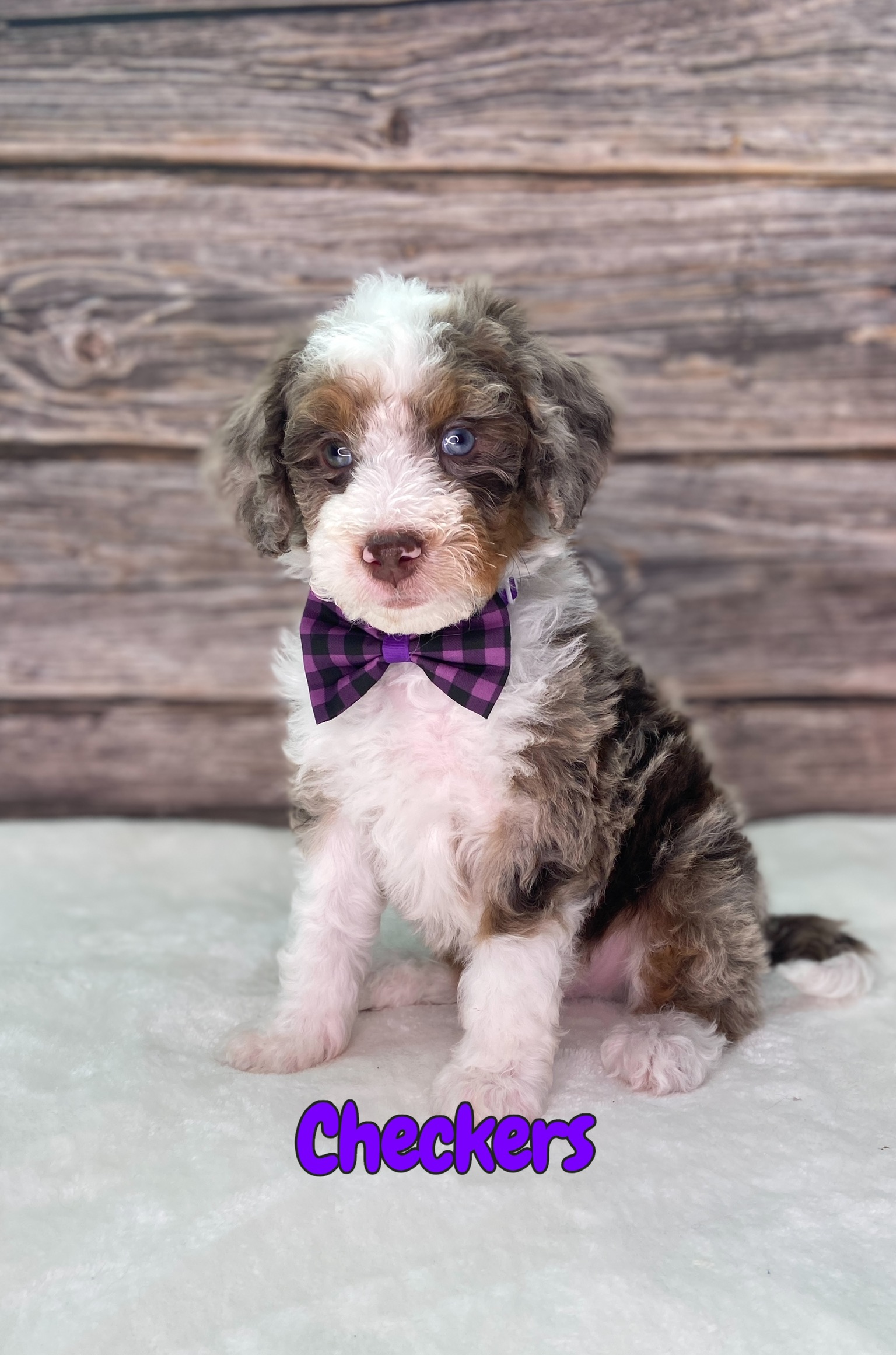 Chocolate Merle Checkers