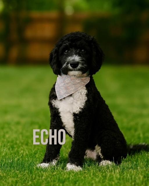 Echo