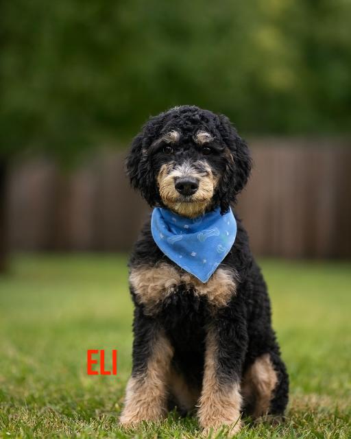 Eli