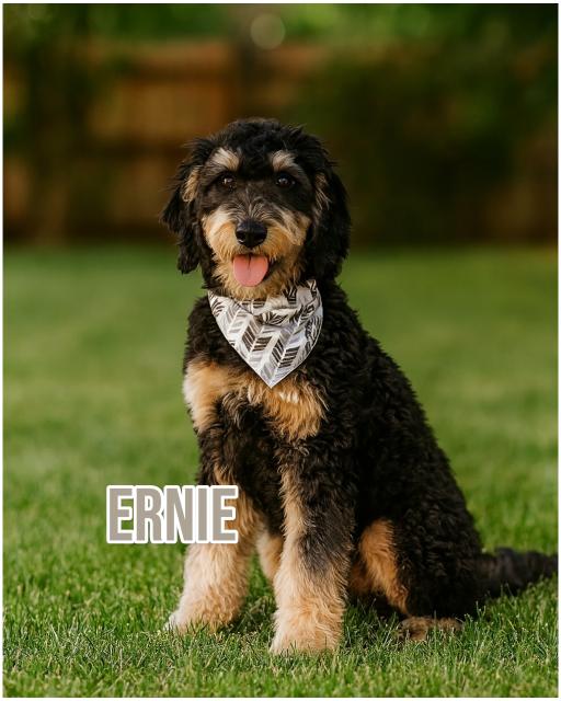 Ernie