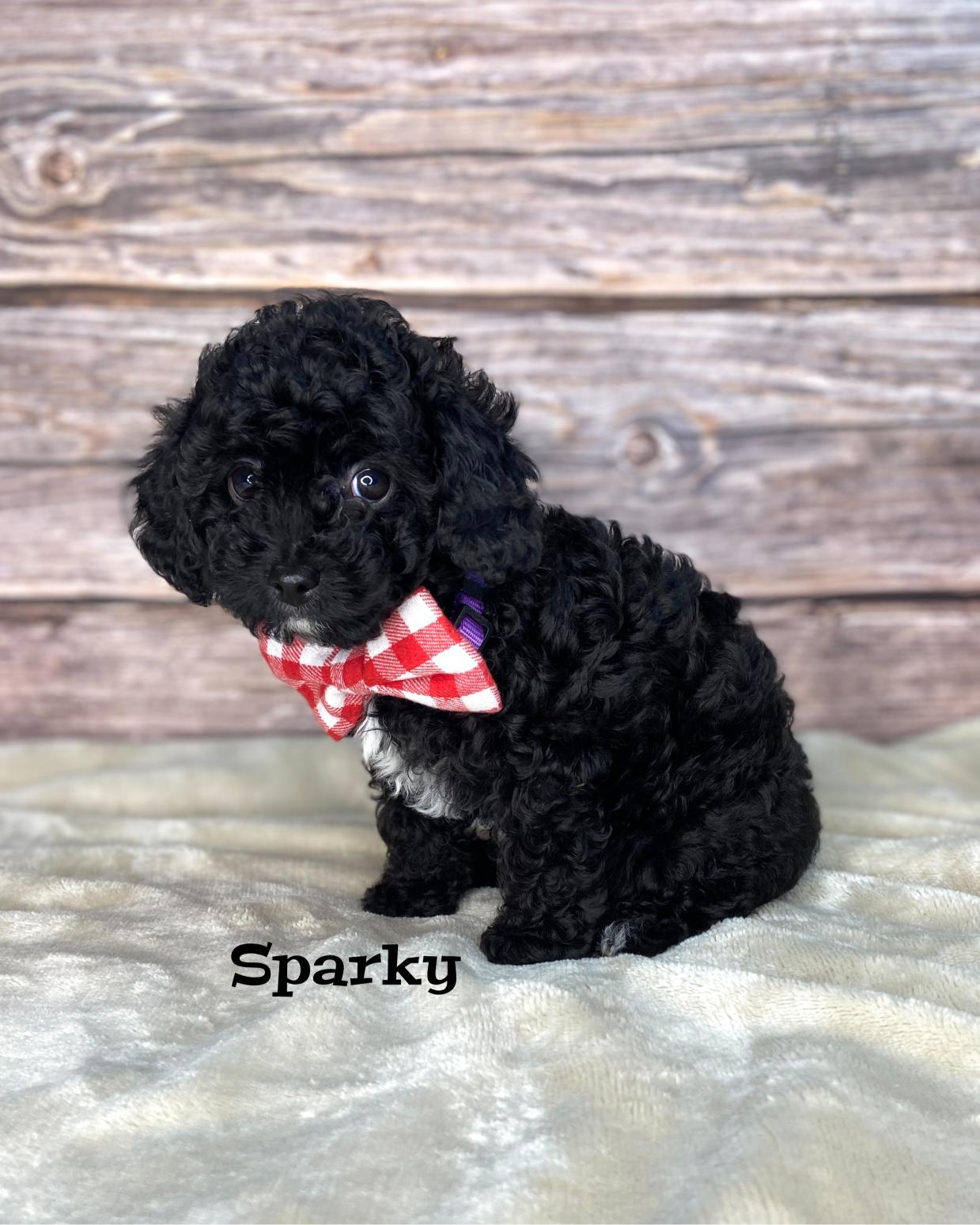 Sparky Black Abstract Toy Cavapoo