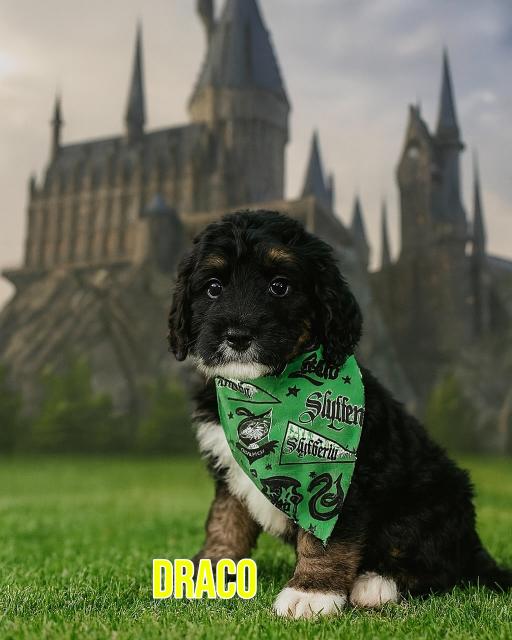 Draco