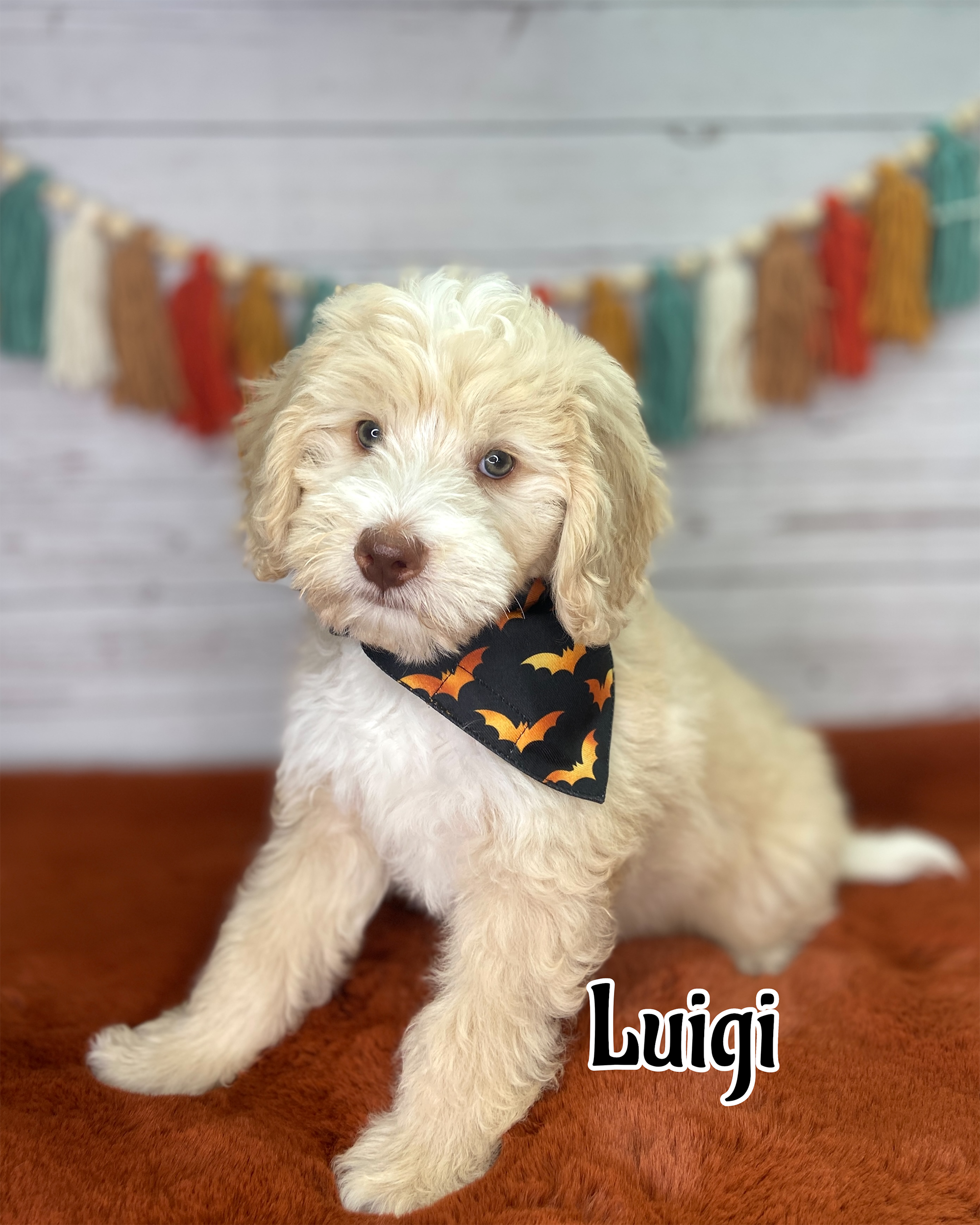 Photo Oct 06 2025, 10 28 29 AM Luigi