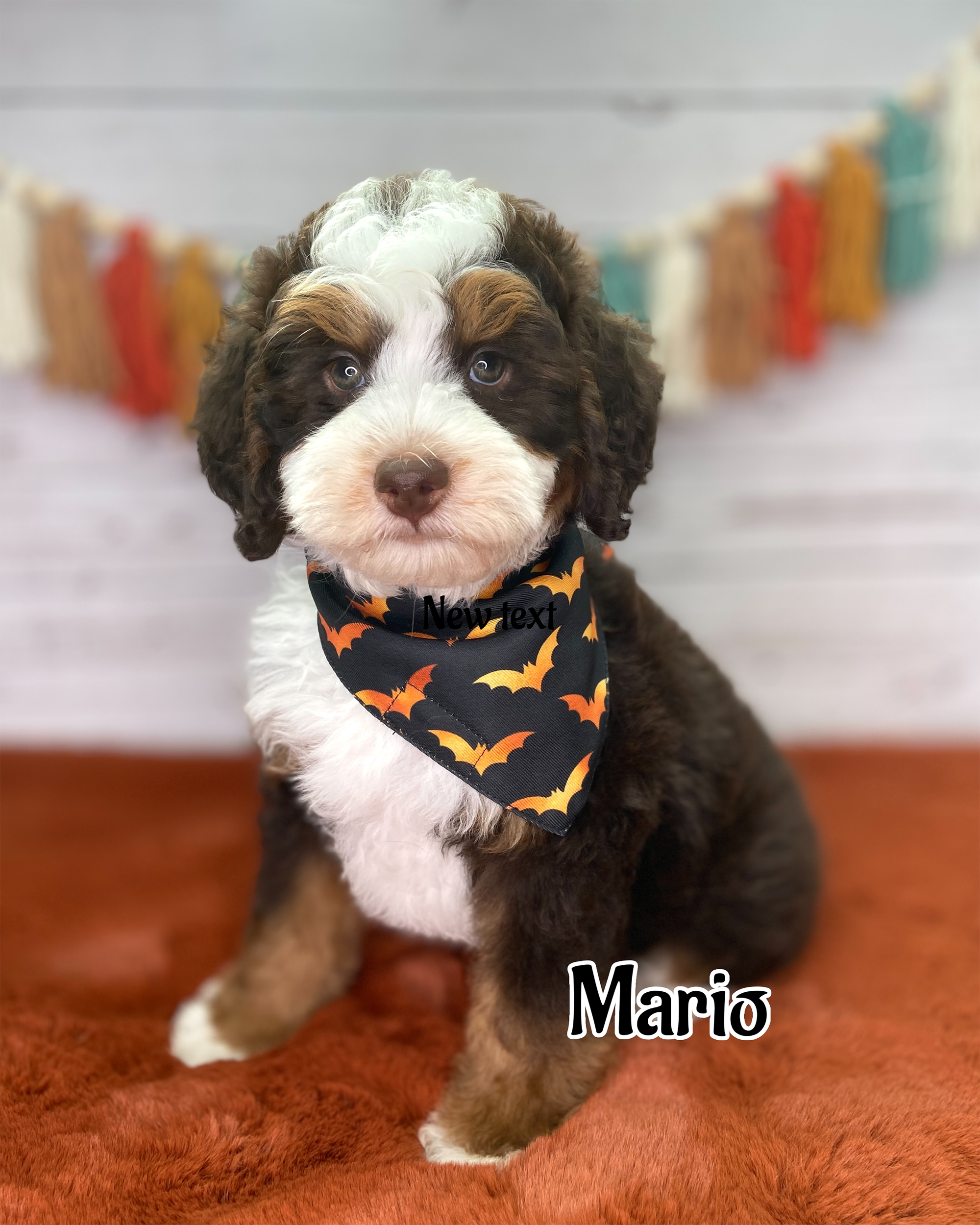 Photo Oct 06 2025, 10 28 29 AM Mario