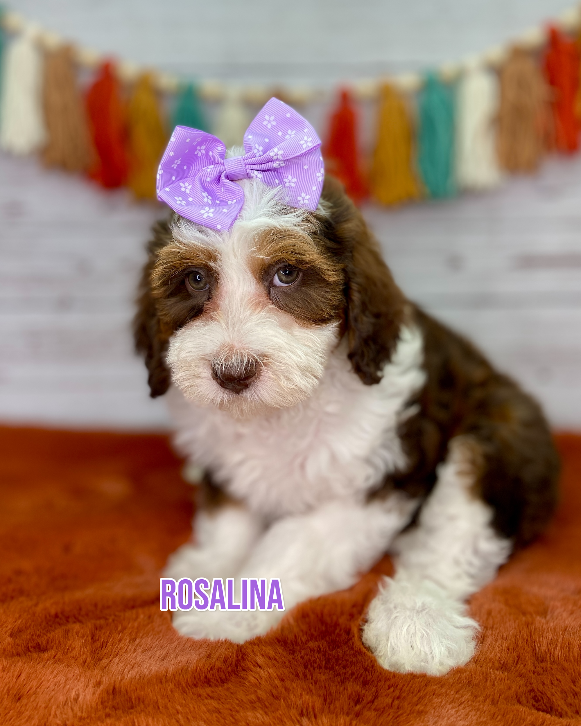 Photo Oct 06 2025, 10 28 29 AM Rosalina