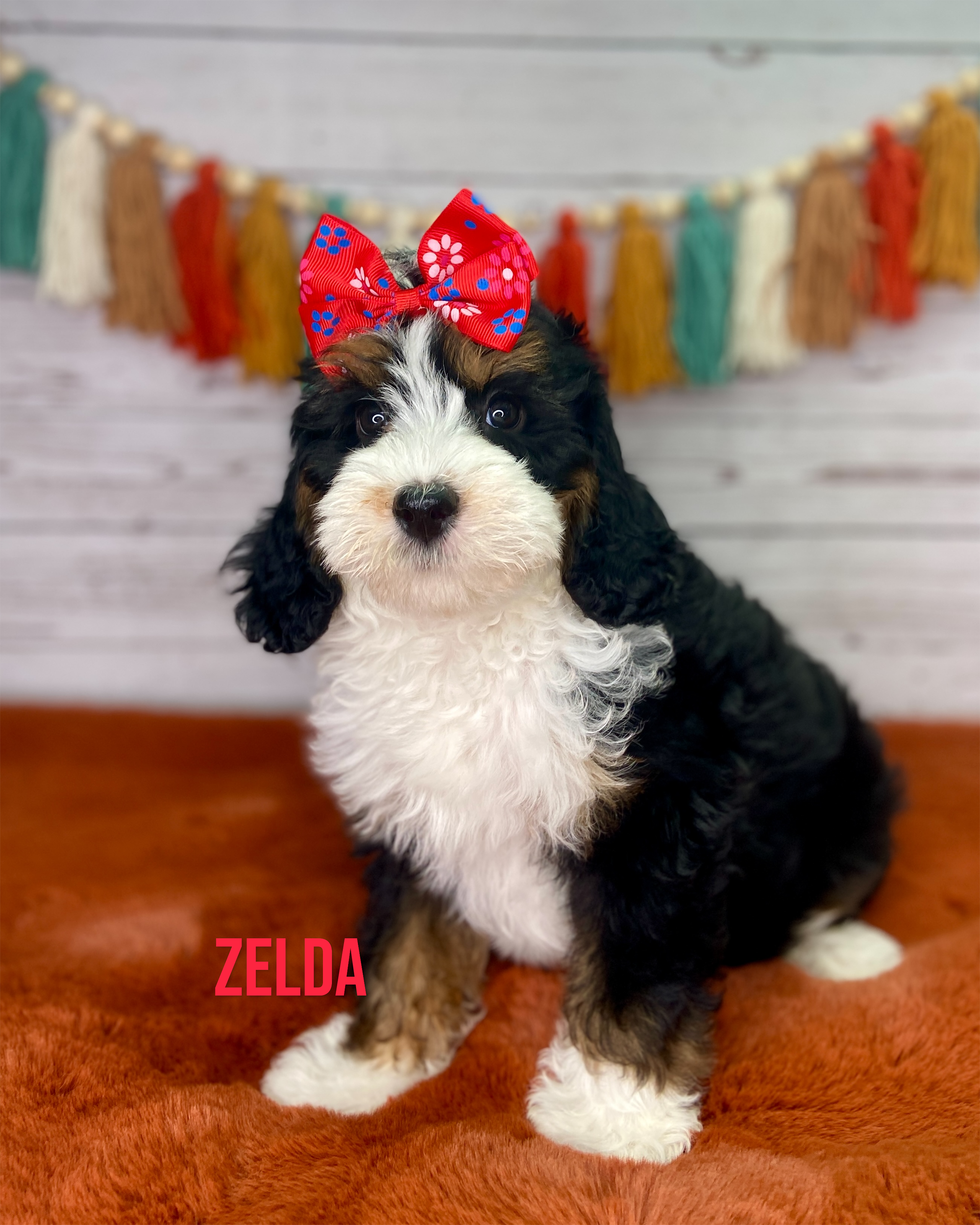 Photo Oct 06 2025, 10 28 29 AM Zelda