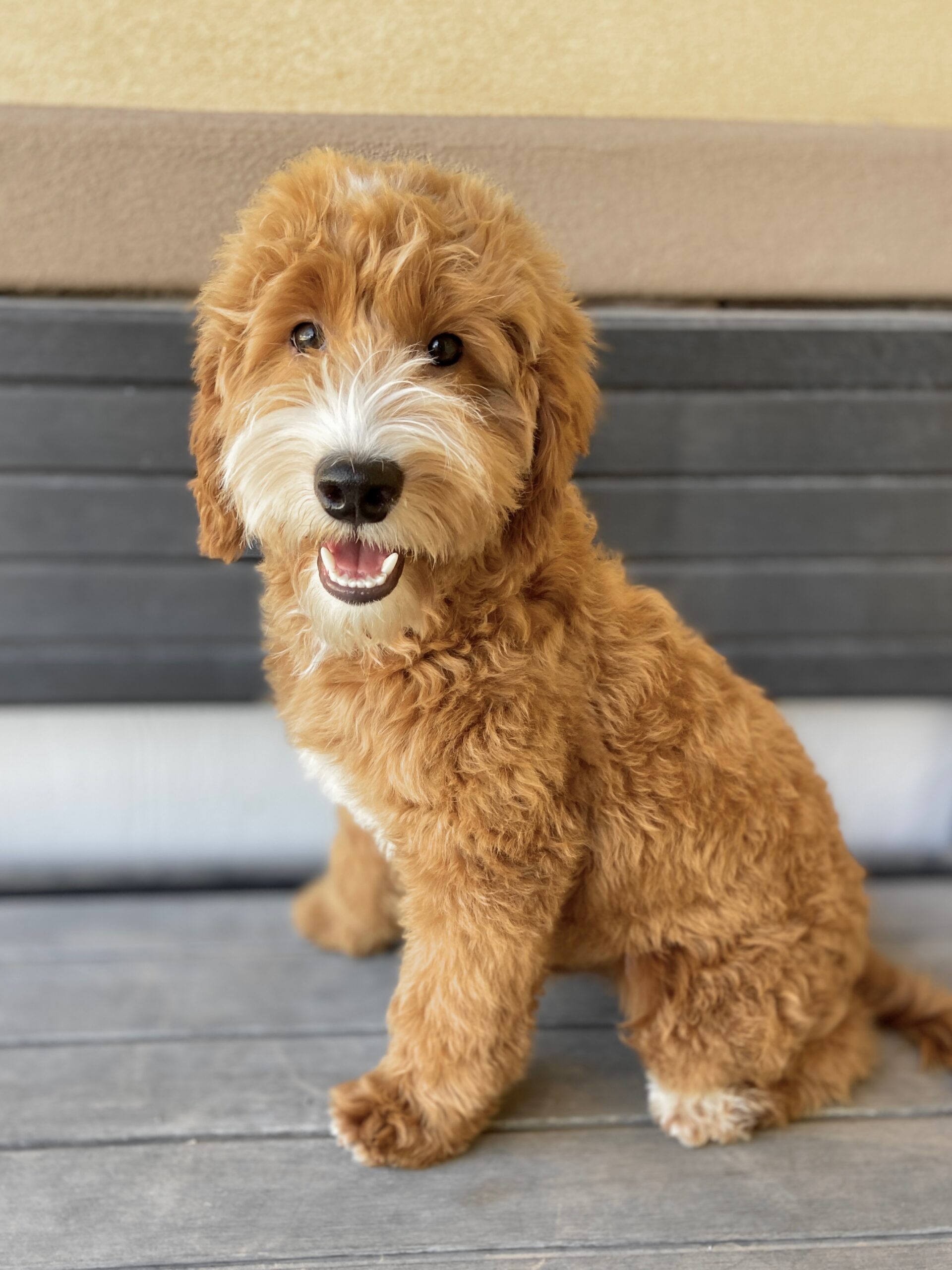 Jack Updated Photo_ Mini Goldendoodle