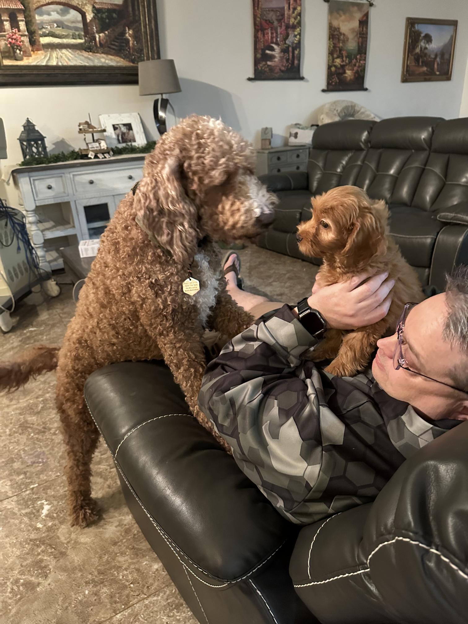 Molly Dam Irish Doodle (1)