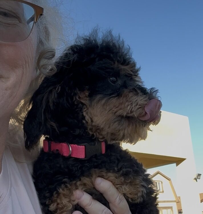 Muffin Poodle Dog Guardianship program
