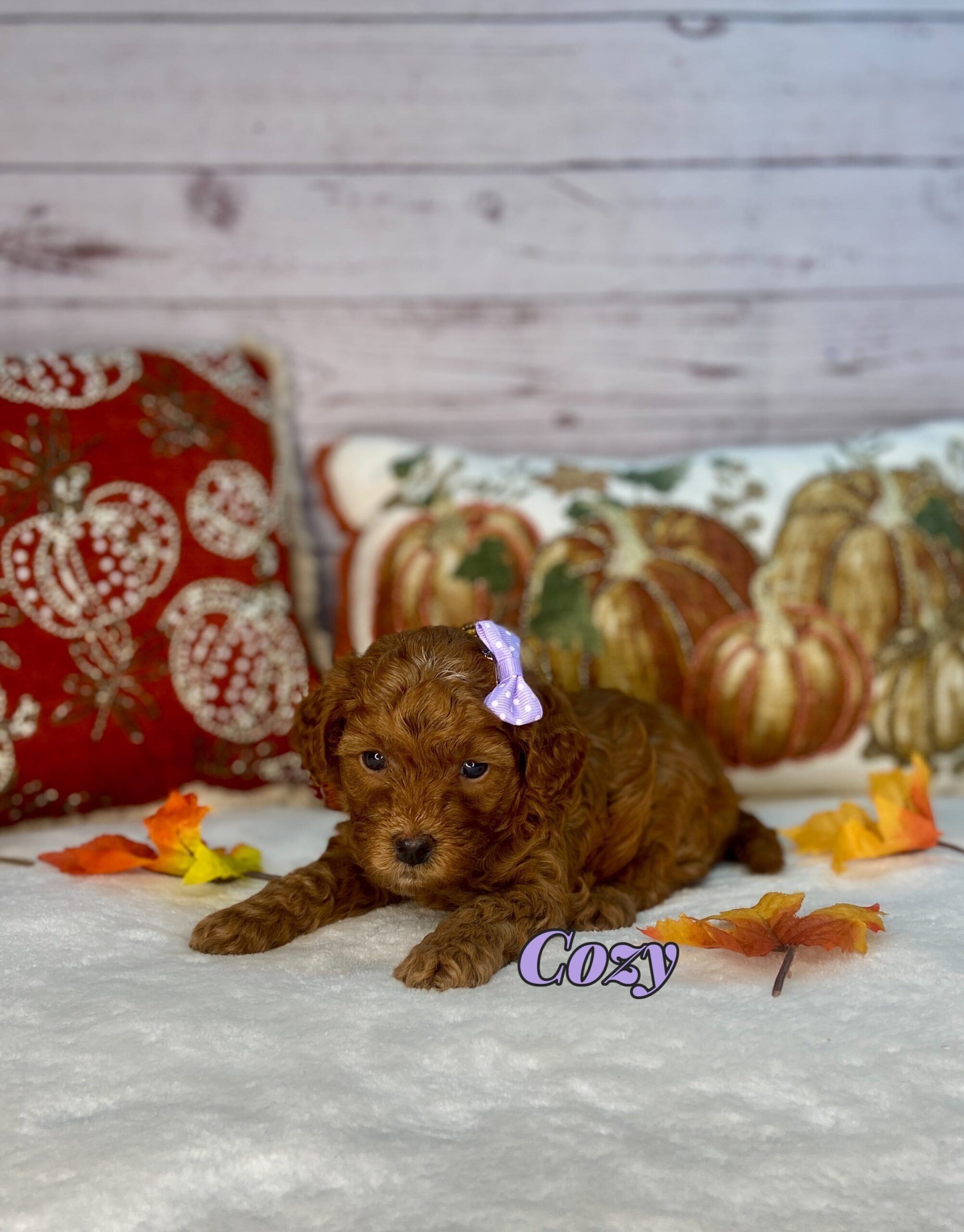 Photo Nov 11 2025, 11 31 07 AM (6)