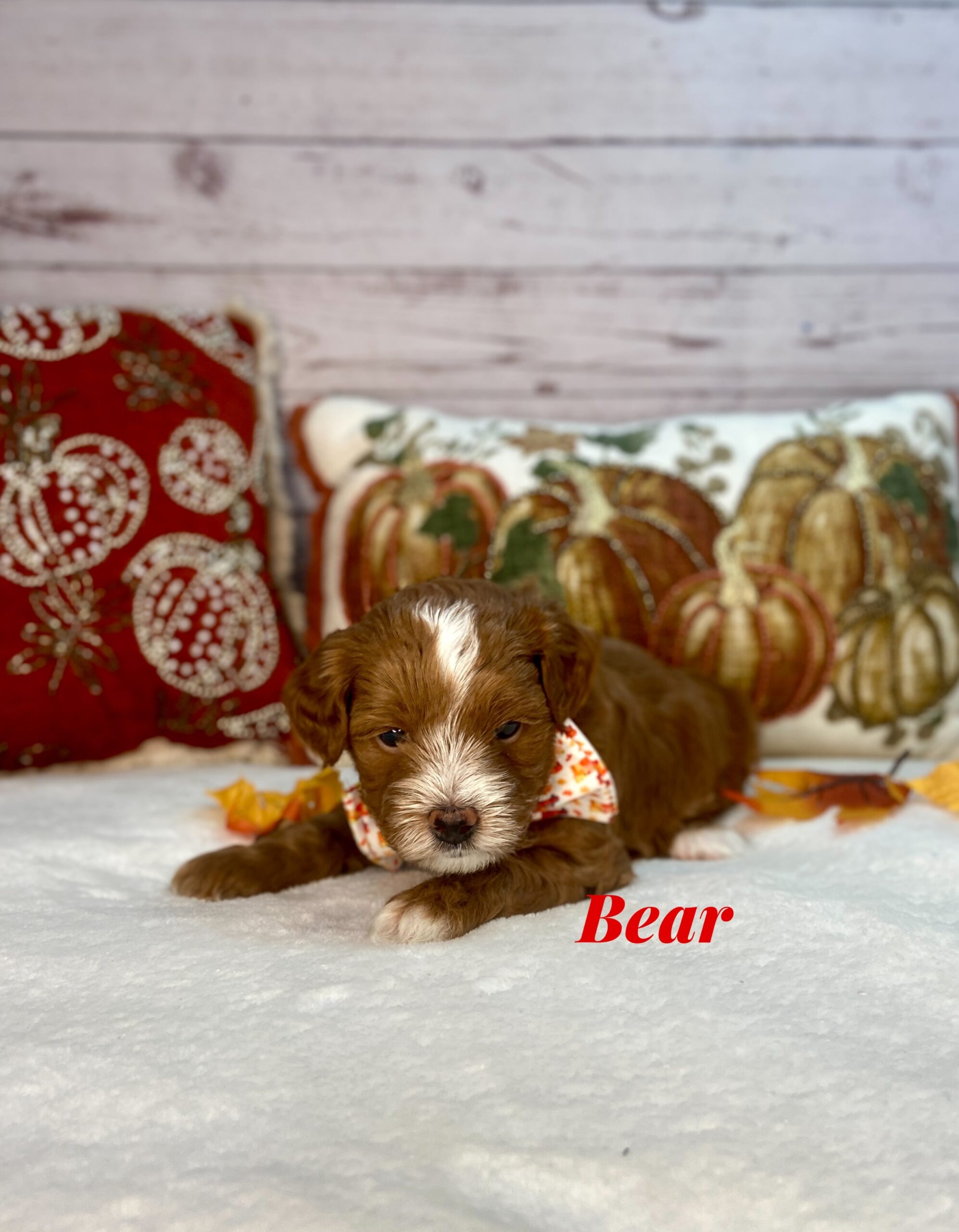 Photo Nov 11 2025, 11 31 07 AM (7)