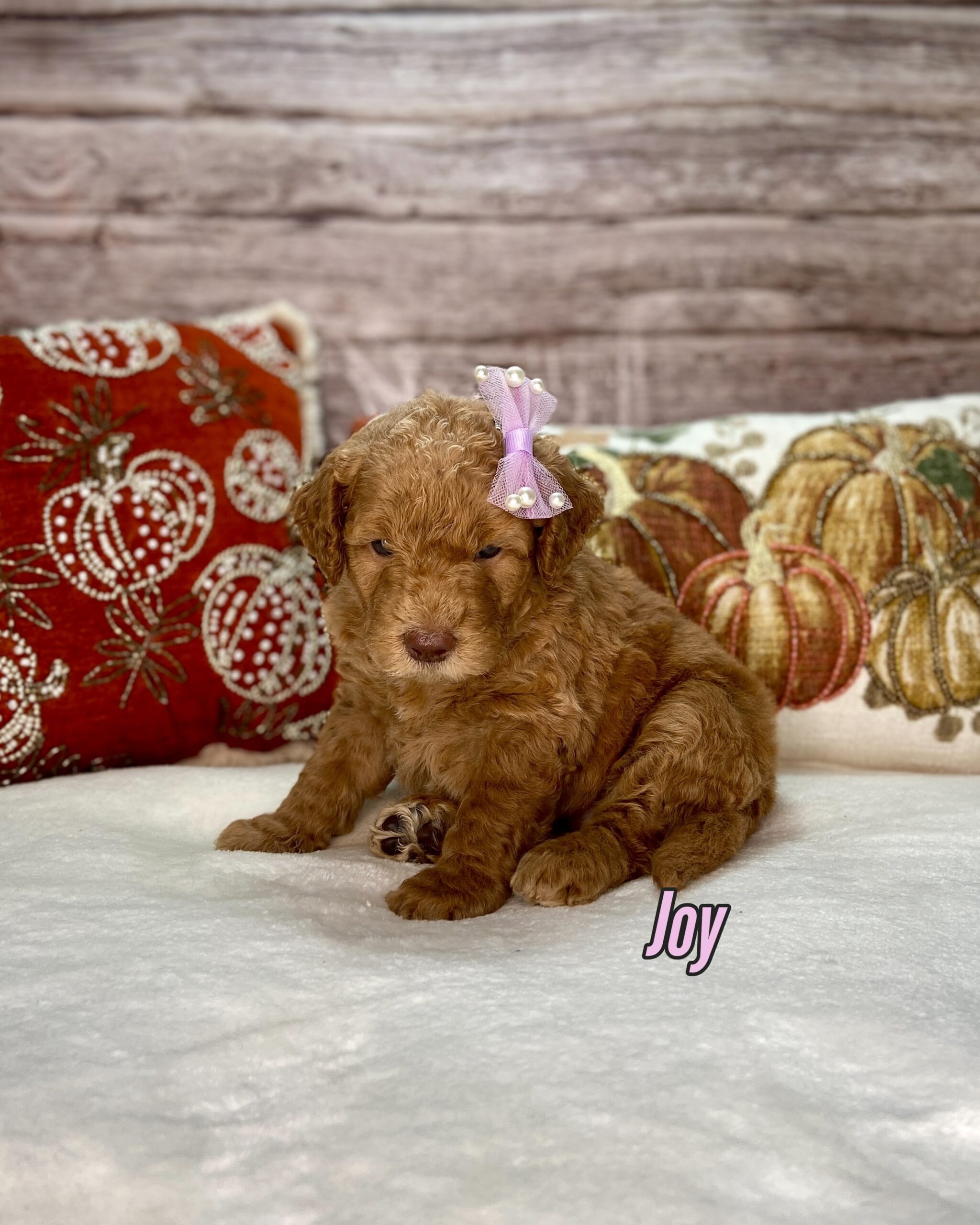 Photo Nov 14 2025, 2 10 33 PM (3)