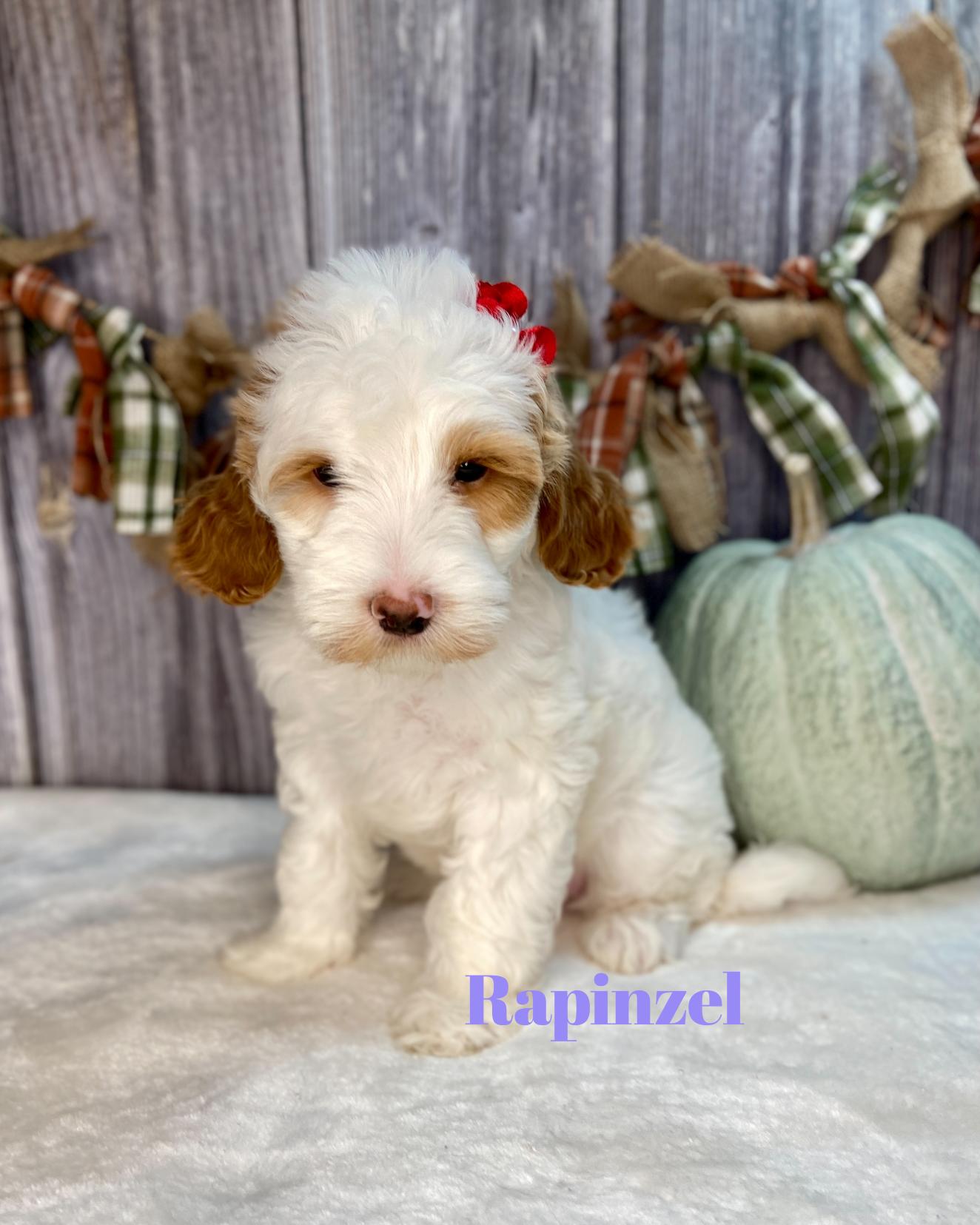 Rapinzel