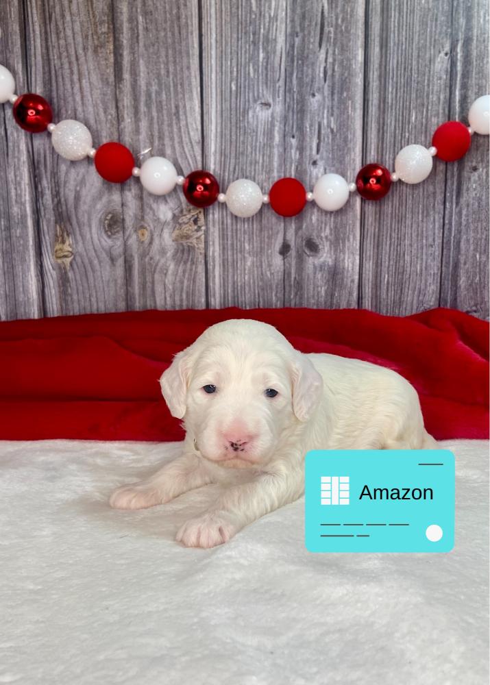 Amazon Irish Goldendoodle Puppy
