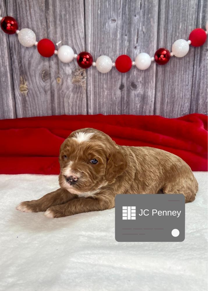 JC Penney Irish Goldendoodle Puppy