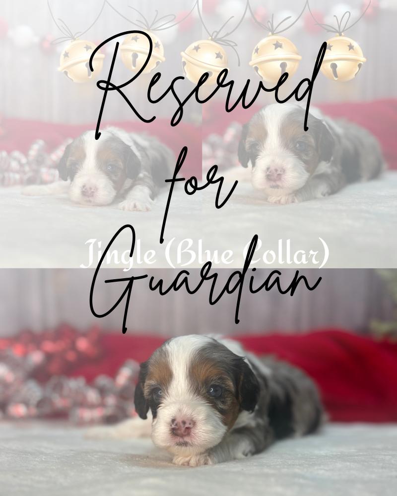 Jingle RESERVED Cavapoo Puppy