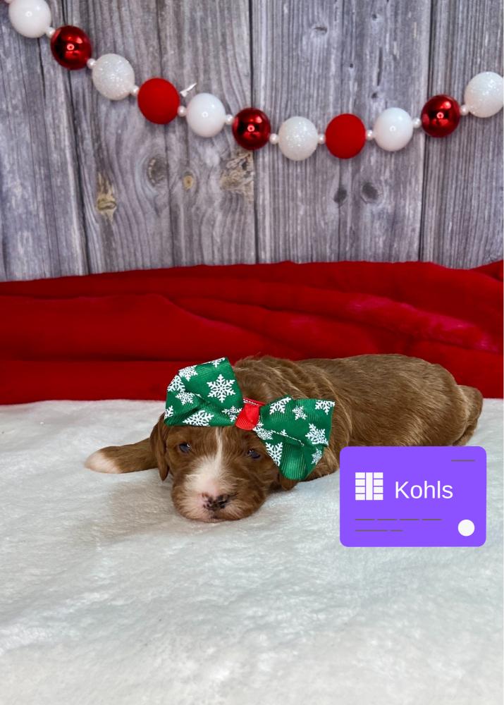 Kohls Irish Goldendoodle Puppy