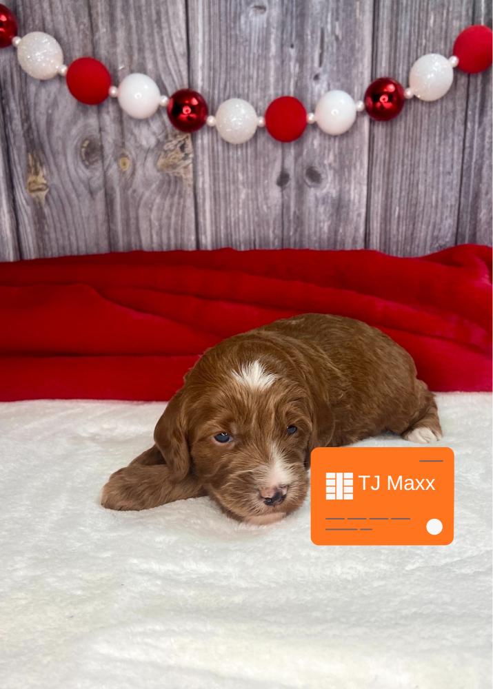 TJ Maxx Irish Goldendoodle Puppy