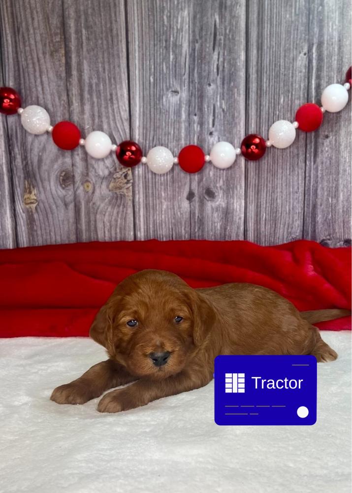 Tractor Irish Goldendoodle Puppy