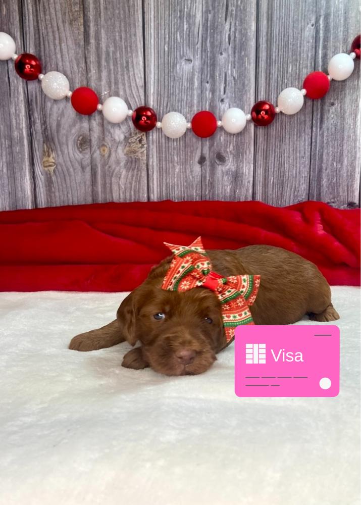 Visa Irish Goldendoodle Puppy