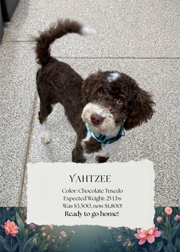 Yahtzee UPDATED Photo