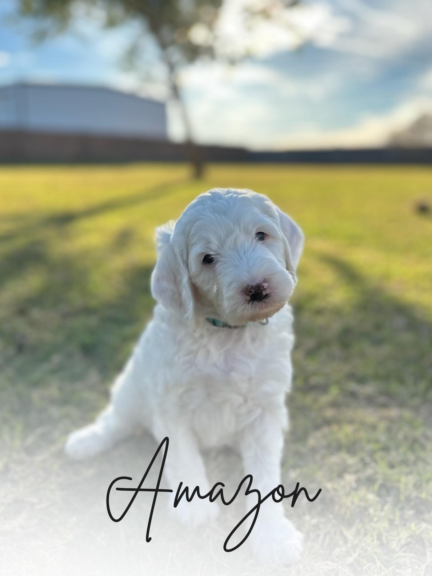 Amazon Irish Goldendoodle Puppy