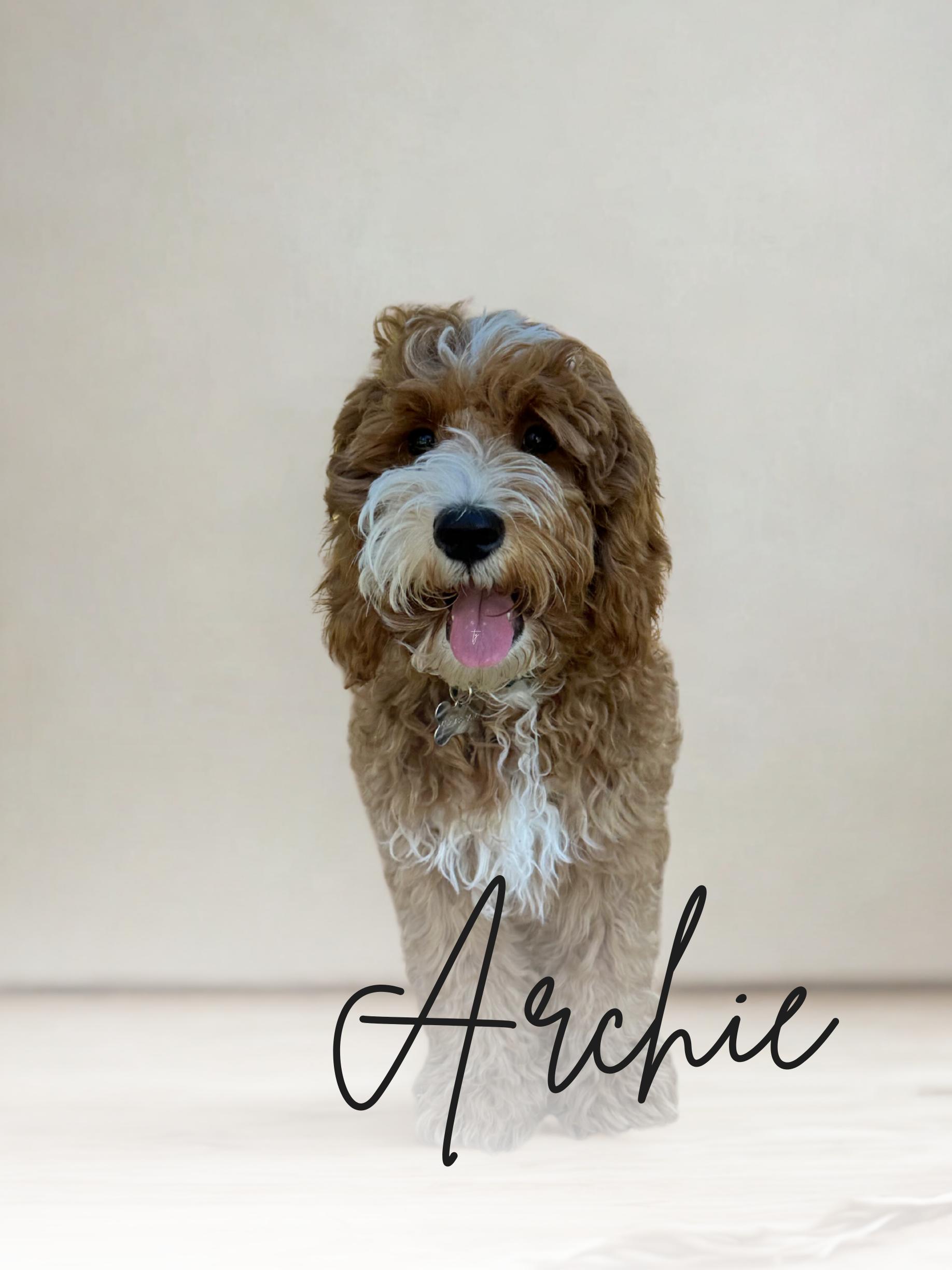 Archie Stud Goldendoodles