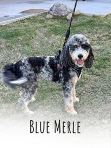 Blue merle bernedoodle