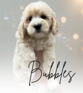 Bubbles Golden Puppy Guardian: How to Become a Guardian Home