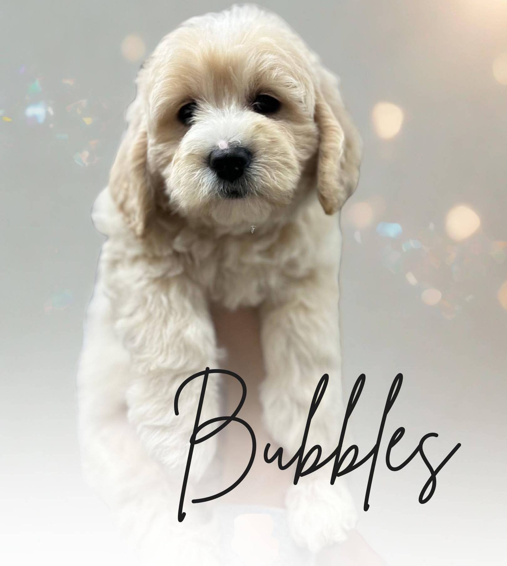 Bubbles Golden Puppy Guardian: How to Become a Guardian Home