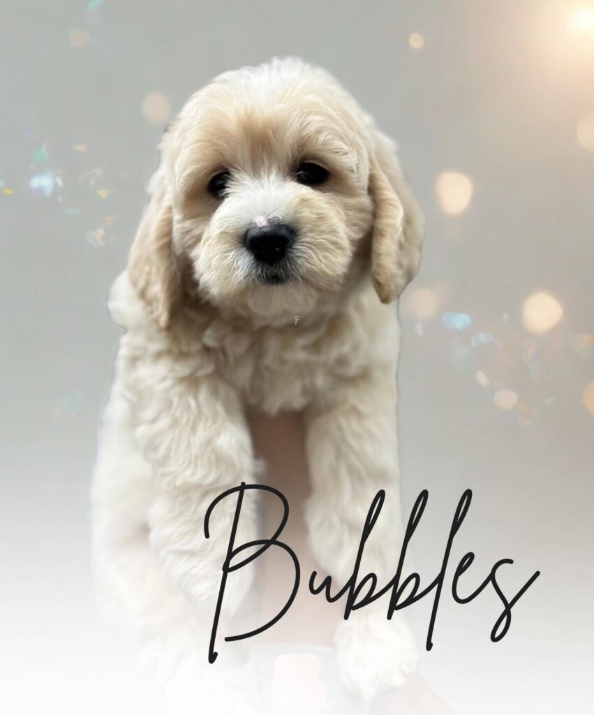 Bubbles Golden Puppy Guardian: Dog Guardianship Program