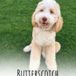 butterscotch bernedoodle