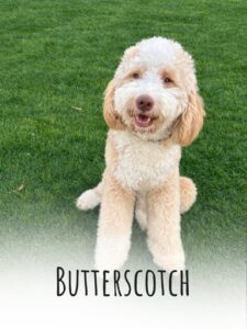 butterscotch bernedoodle
