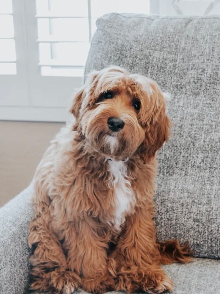 Cute brown doodle from Daisy's Delightful Doodles - the Top-rated Arizona Doodle Breeder