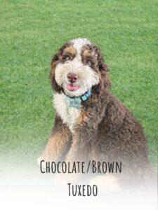 Chocolate brown tuxedo bernedoodle