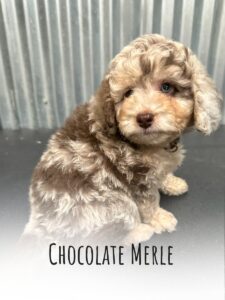 Chocolate merle bernedoodle