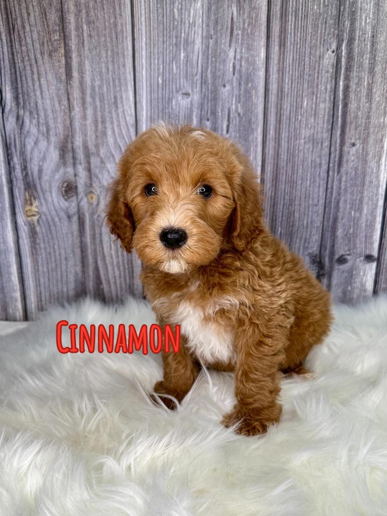 Cinammon Goldendoodle Puppy